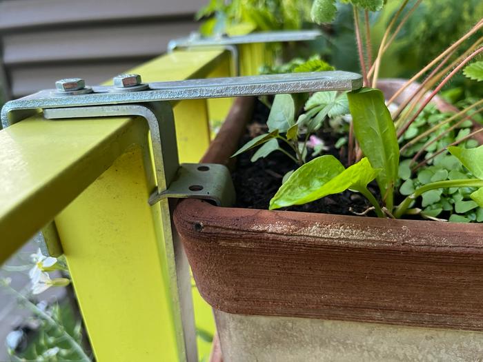 solanum nigrum planted