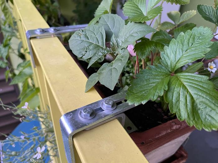 solanum nigrum growing