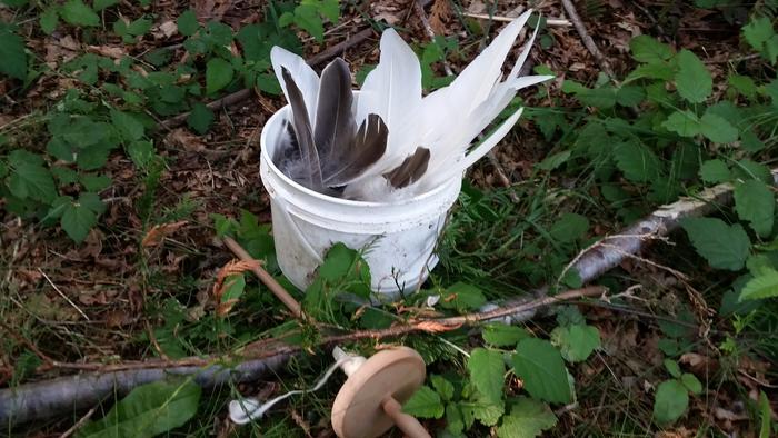 Bucket of goose feathers, cedar sapling I cut down, and wool yarn I'd spun