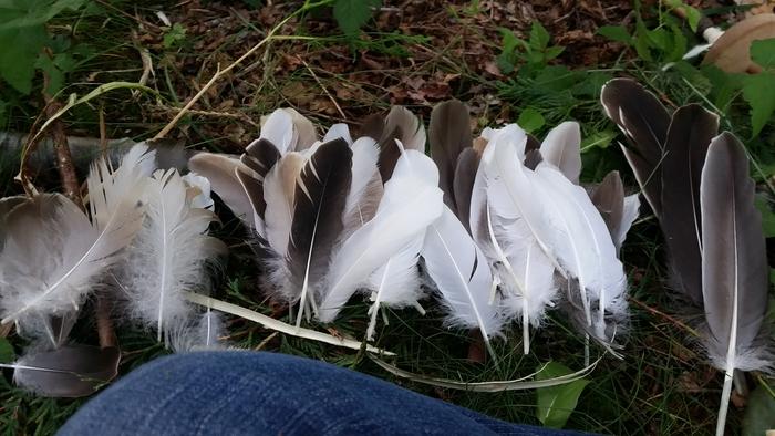 Arranging the feathers by size, so I can put the small ones at the top and longer ones lower