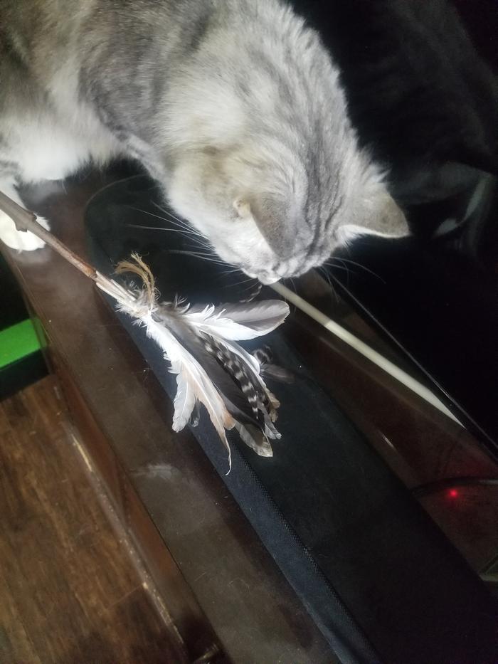 Minh the cat feather duster is playing with the real feather duster