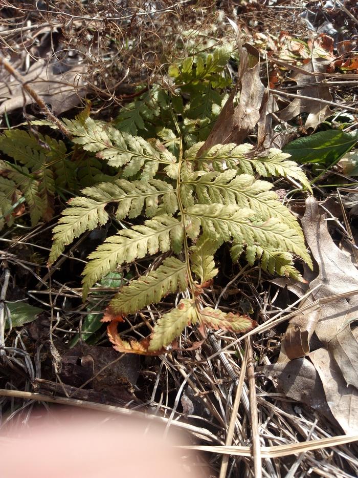 Intermediate Wood Fern