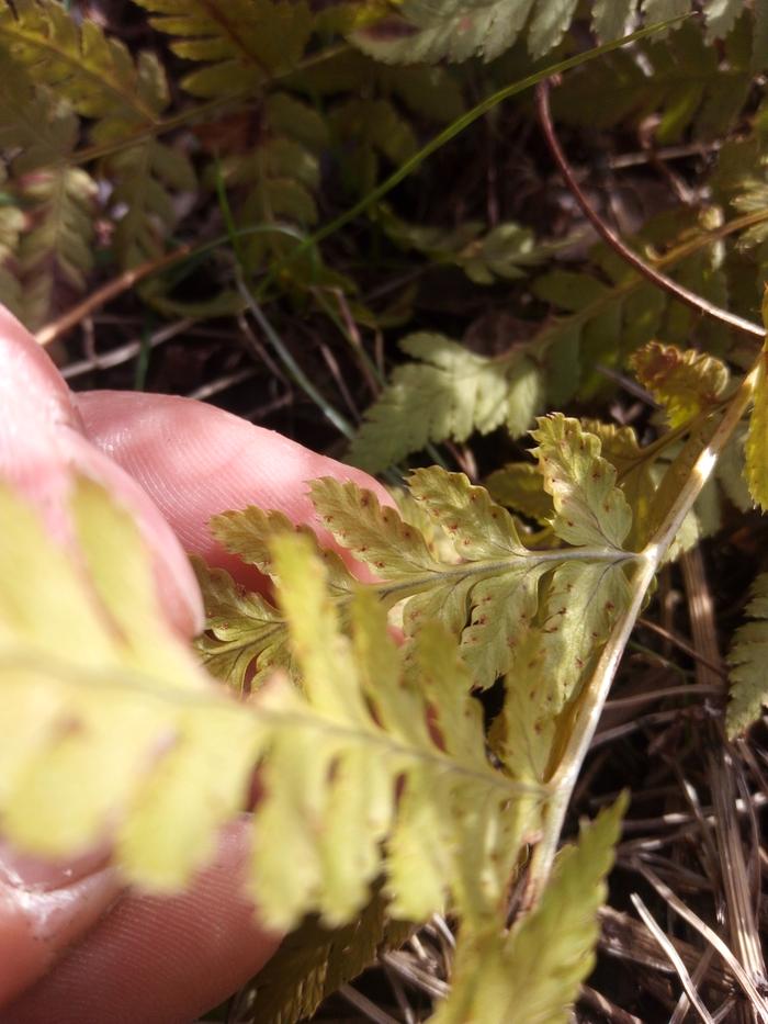 Spores on underside of fronds