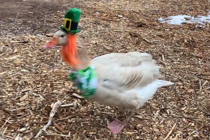 [Thumbnail for Gus-St-Patricks-Day.jpg]