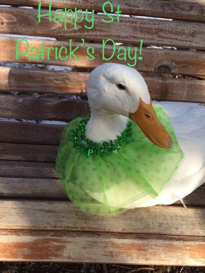 [Thumbnail for Duck-O-Duck-St-Patricks-Day.jpg]