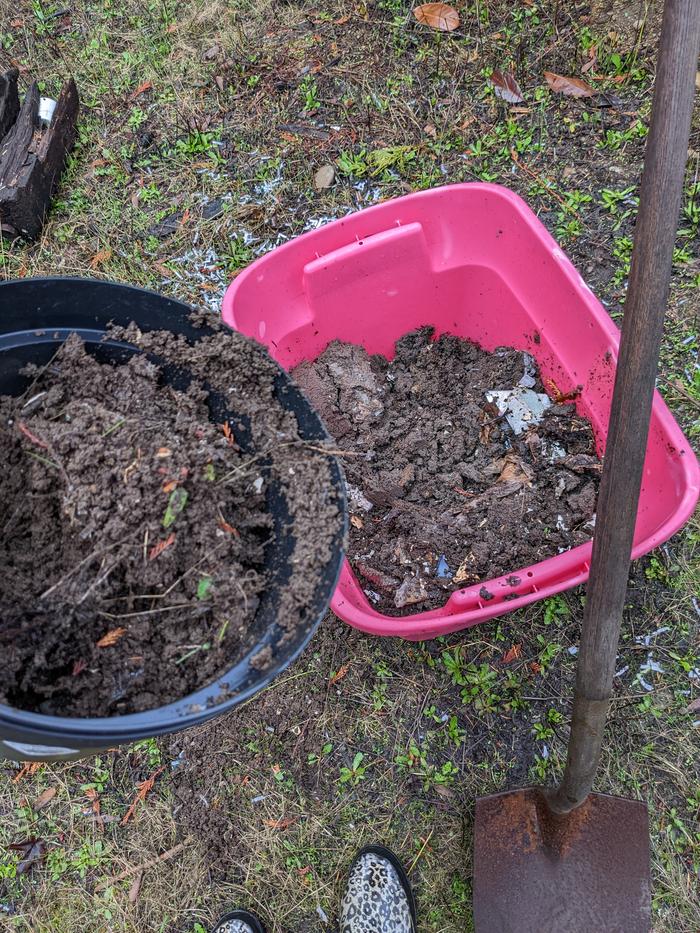 Vermicompost harvest 