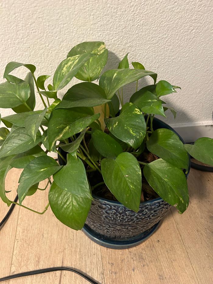 Plant before adding coffee grounds 