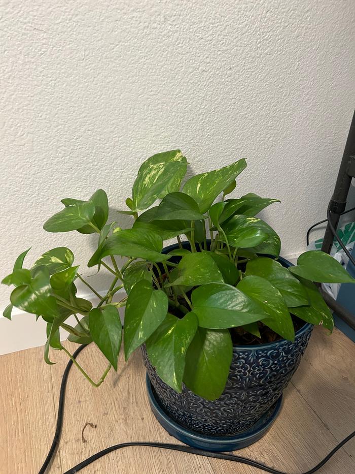 Plant after a month