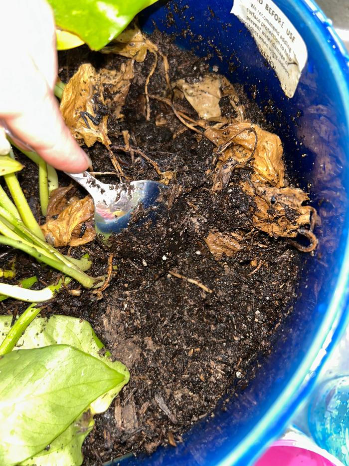Everything looks fully integrated into the soil