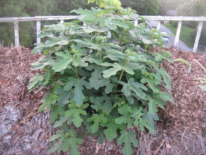 fig tree on rooftop 42 feet above the road surface.