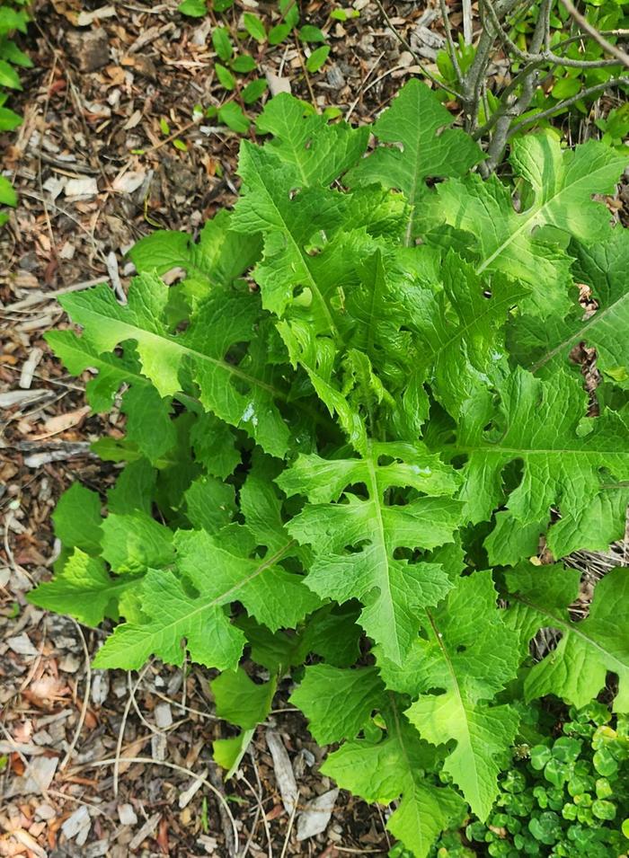 woodland lettuce (feel free to correct me if I'm wrong)