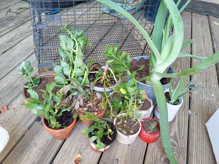 Plants potted up.