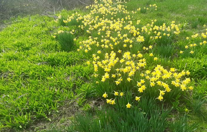 Daffodils and daylilies 