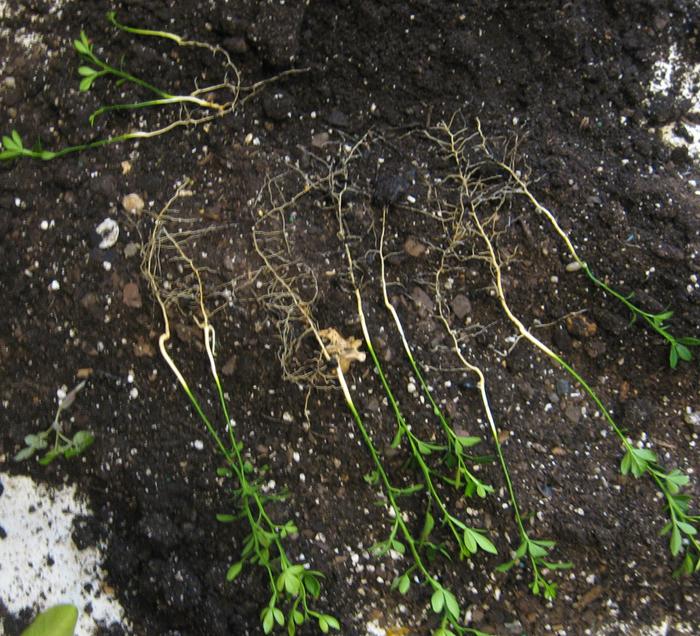 By using a mix of compost and Perlite the closely planted seedlings can be separated without root damage.