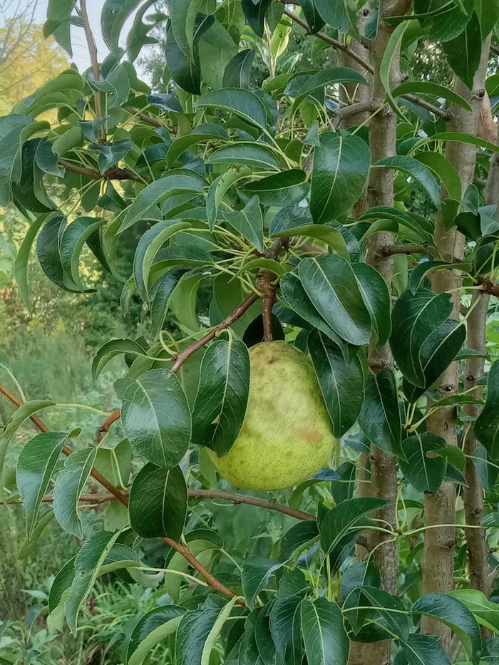 Pear on tree