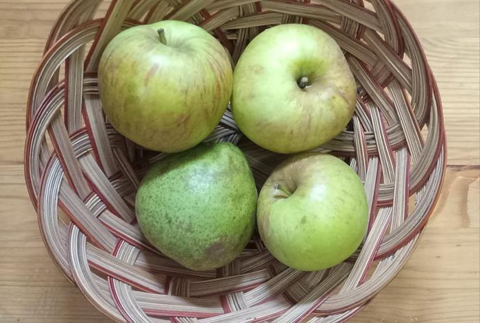 First pear from 5 yr old seedling tree