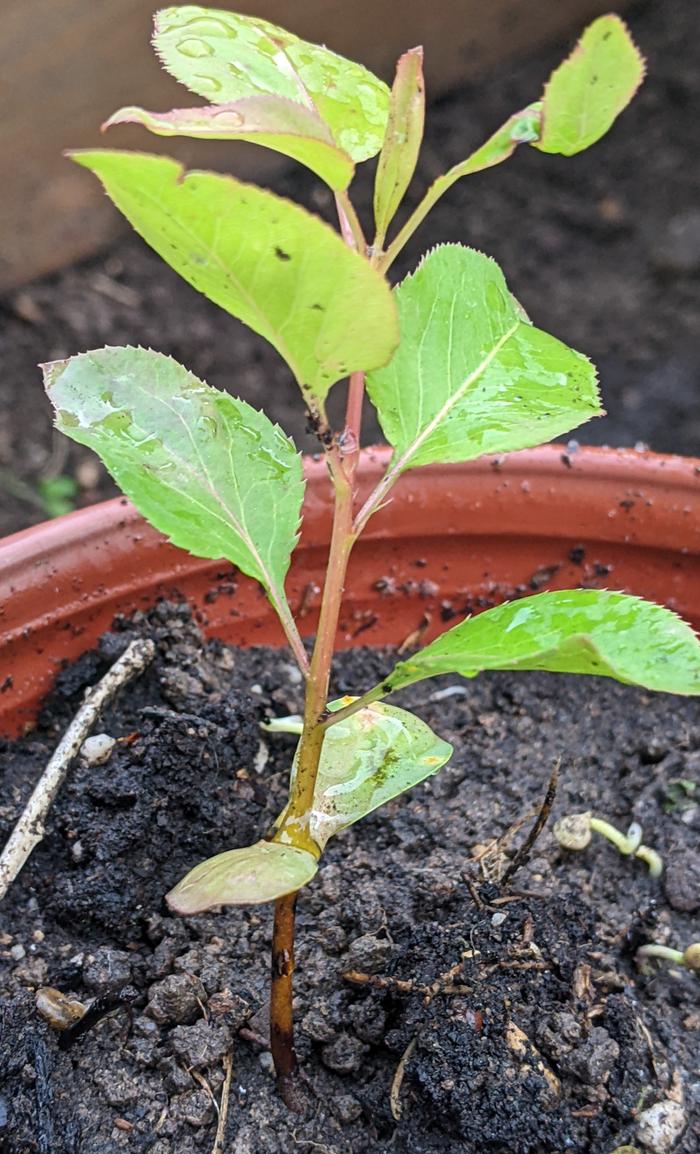Pear sprout