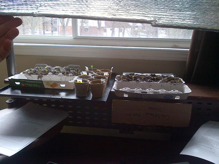 I'm holding up a reflective sheet here, it helped to reflect some of the sunlight so the seedlings weren't leaning so much
