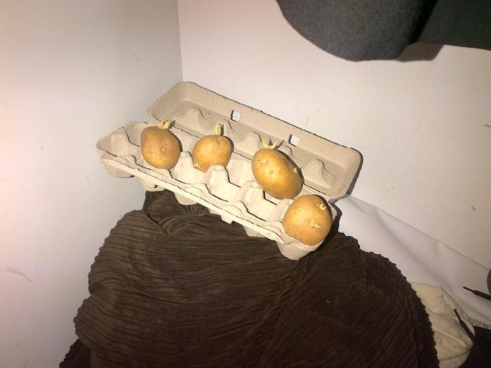 Seed potatoes hanging out in my closet