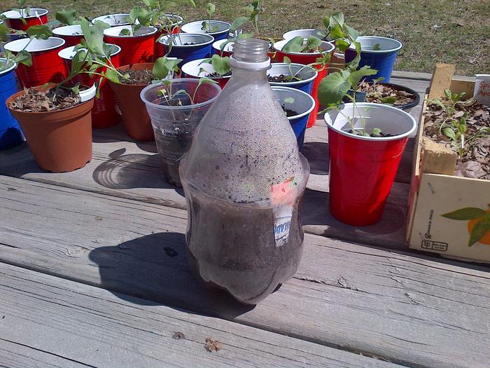 basil green house - not sustainable or probably super healthy but for a short term solution it worked great