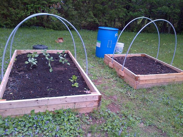 Two raised beds with transplants beginning