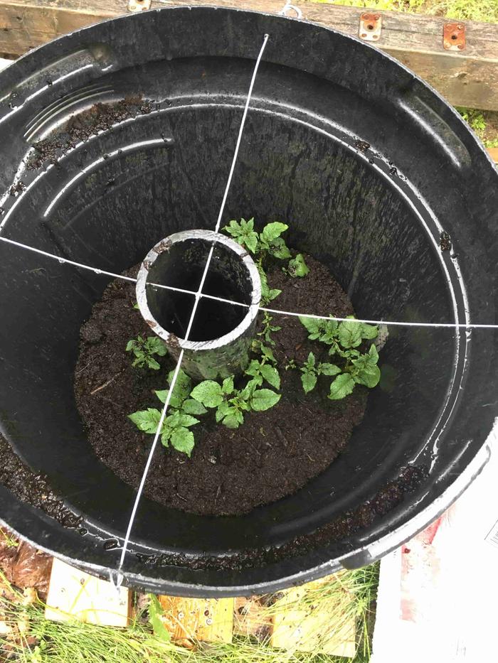I grew potatoes in a garbage bin last year - lots of fun, and had fun eating the 'trash' potatoes that came out of it