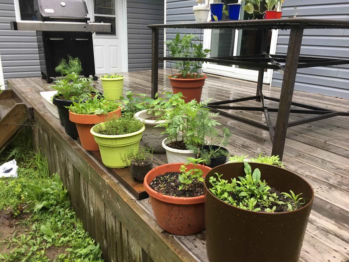 This is my favorite time of year - when it's impossible to walk on the edge of the deck because there are so many plants. 