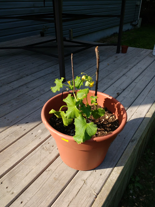A cucumber plant from 2017 that did quite well - got several mini cukes off it