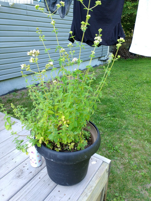 Some oregano I got for free from the community garden going wild