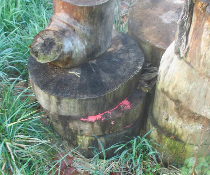 [Thumbnail for IMG_8370-(2).JPG]