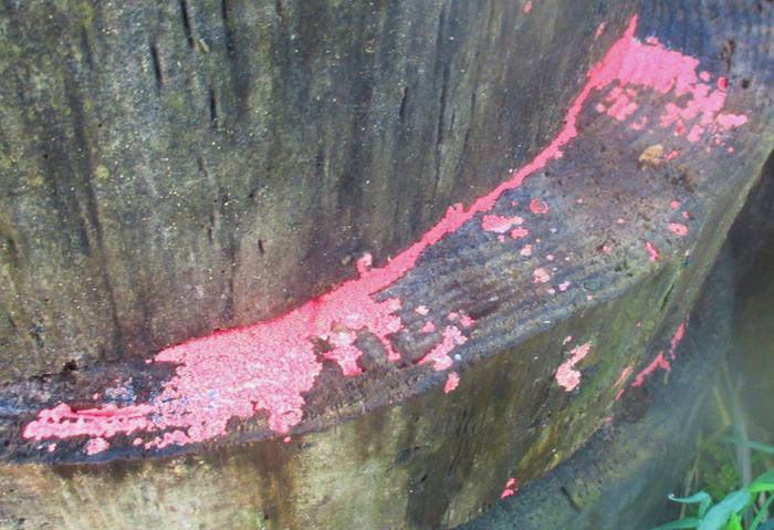 [Thumbnail for IMG_8372-(2).JPG]