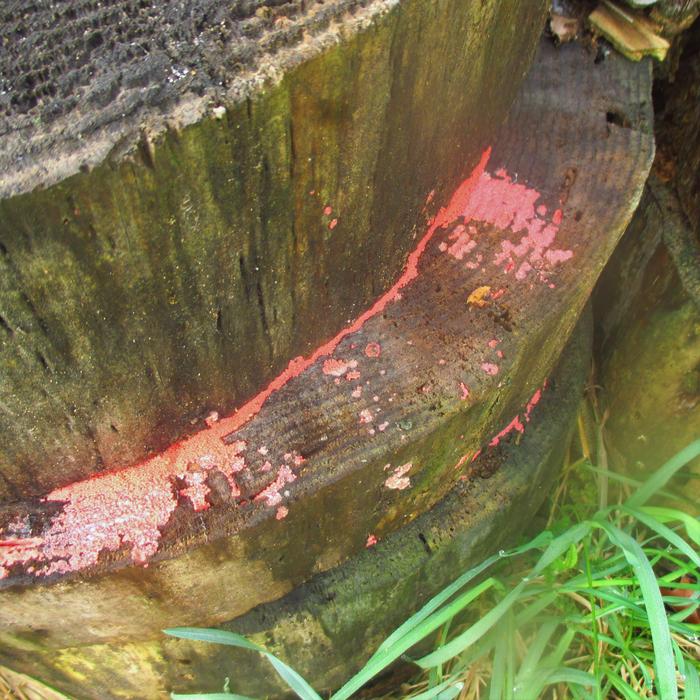 [Thumbnail for IMG_8376-(2).JPG]