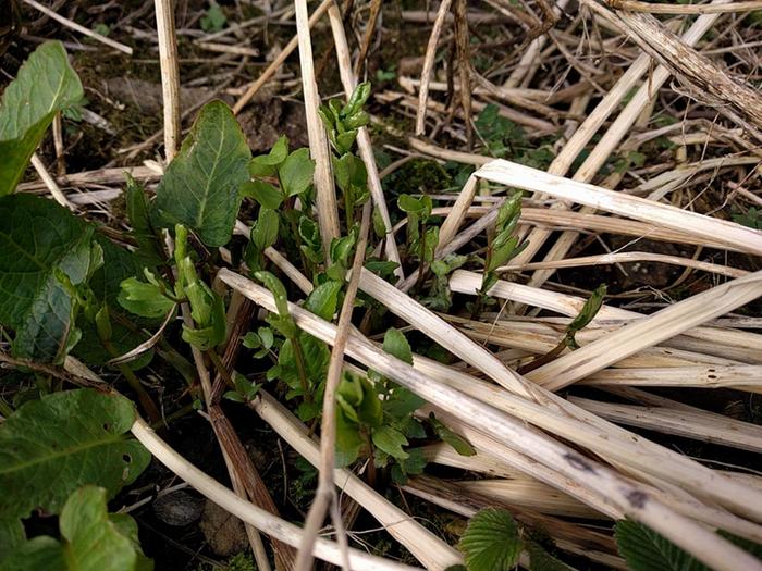 Skirret - with remains of last year's stalks