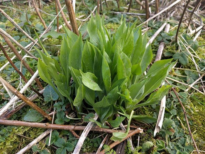 Scorzonera - fresh spring leaves