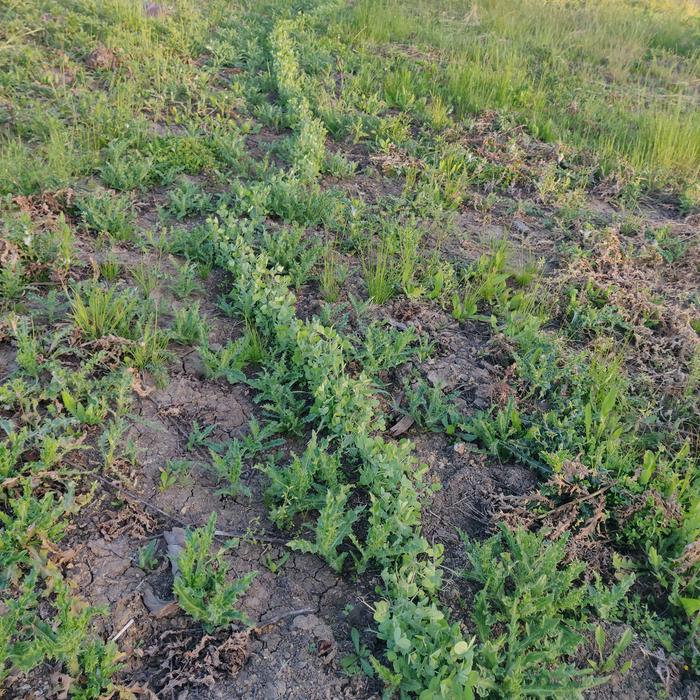 Winter peas on contour