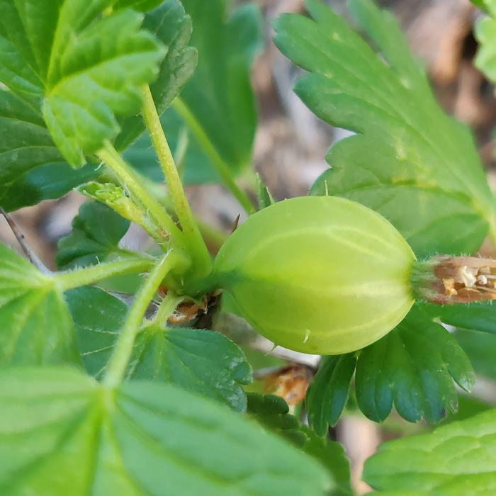 Poor gooseberry fruit set this year, but not surprising after the stress of last year