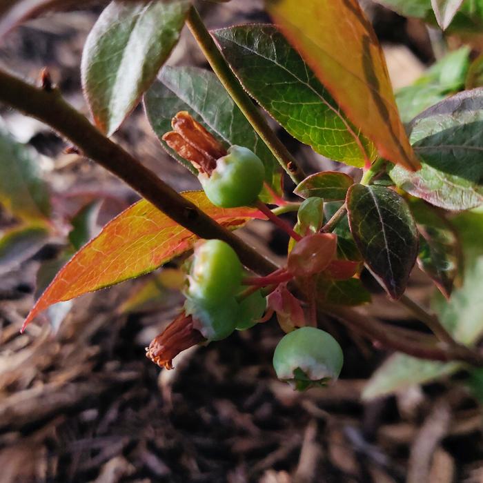 My friend's blueberry is putting on a good crop. Mine are still recovering.