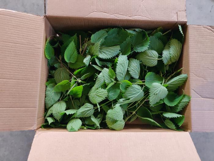 Nettle harvest