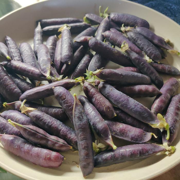 Finally picked enough shelling peas for an actual meal