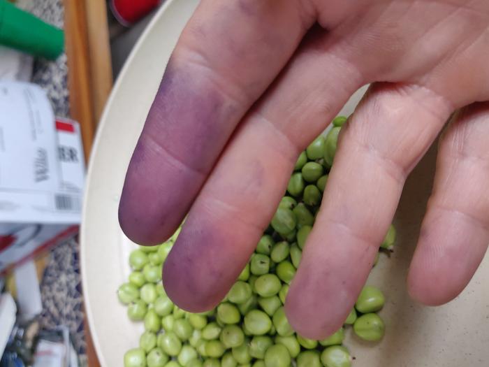 Yes, those purple pods stain your hands. Washes of pretty easily though. Wonder if they'd be any good as a dye?