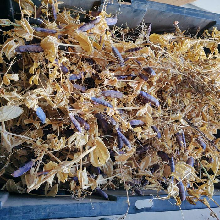 Shelling pea seed harvest.