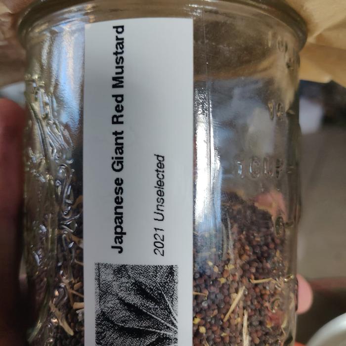 Processed mustard seeds