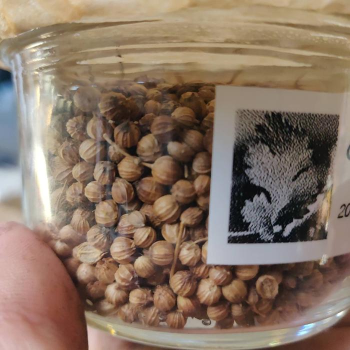 Processed cilantro seeds