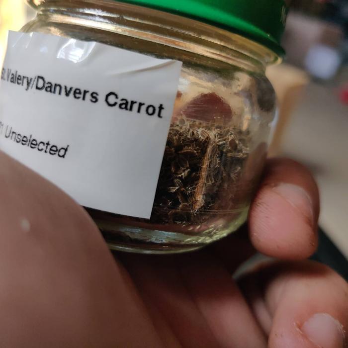 Carrot seeds processed