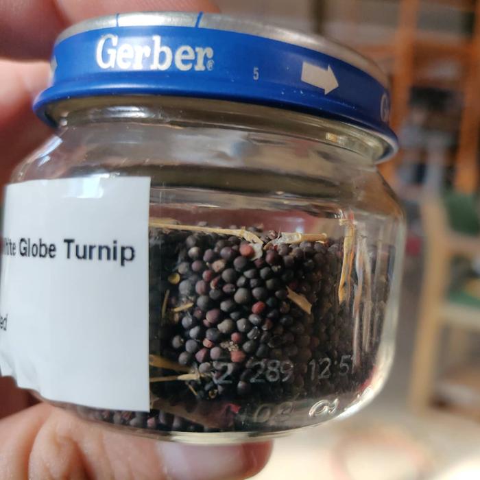 Turnip seeds