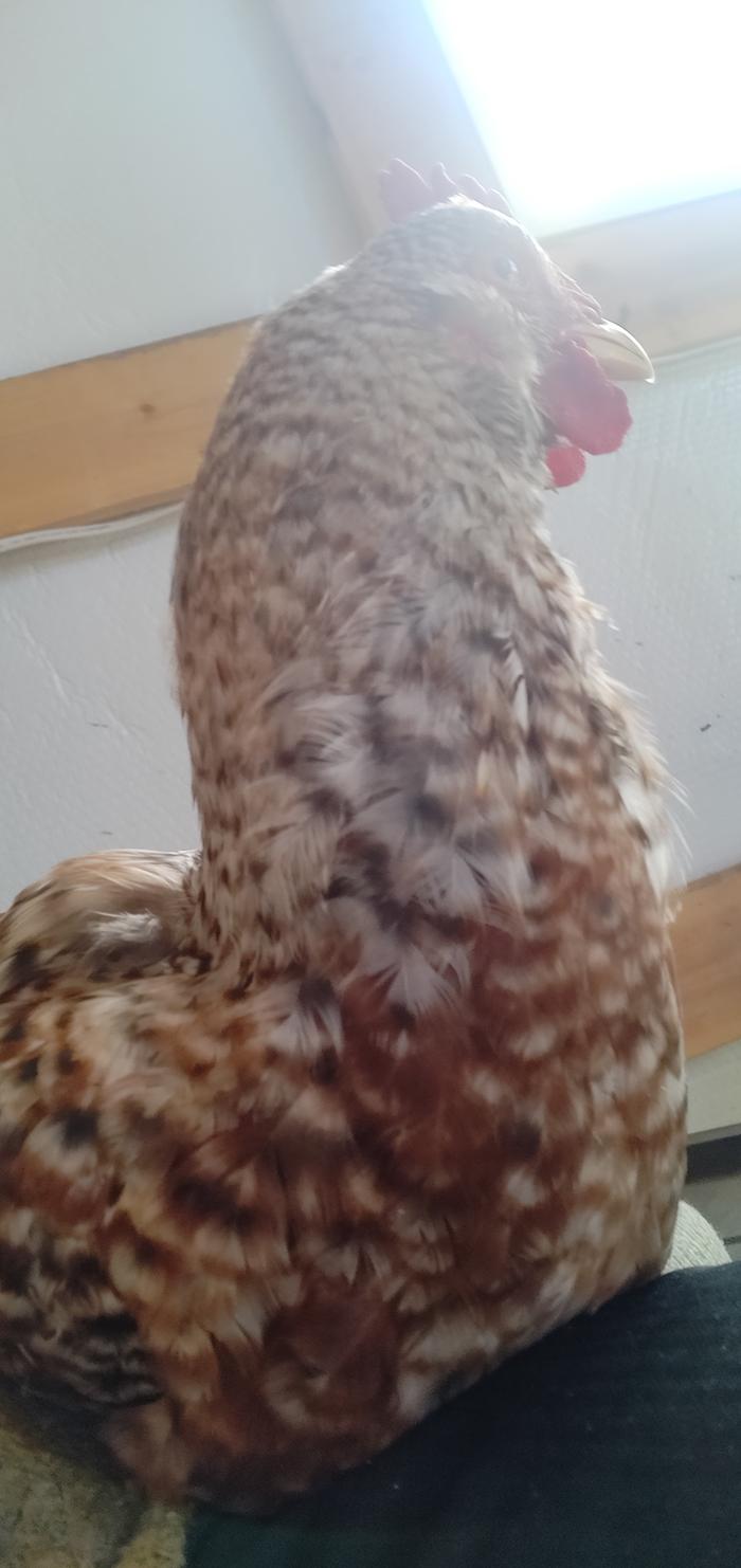 Giraffe chicken