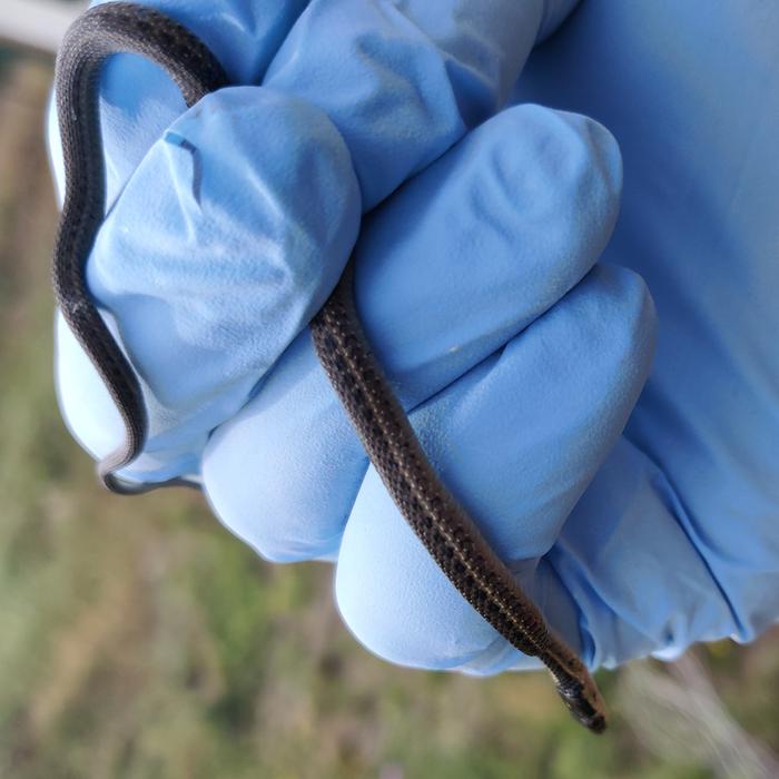Baby snek