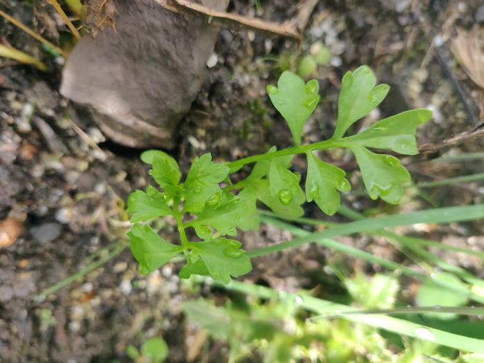 Edible chrysanthemum?