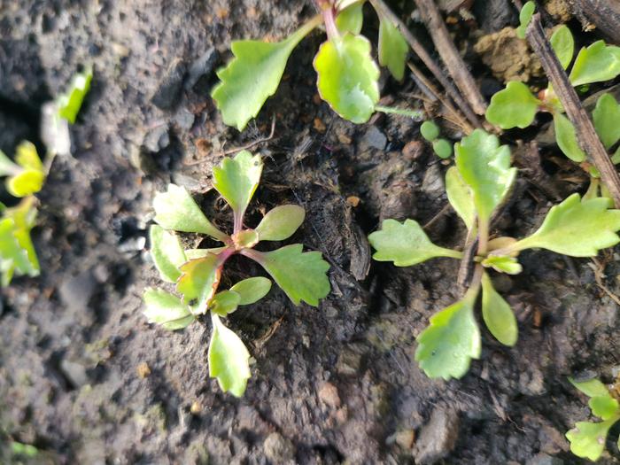 Does anyone recognize these sprouts?