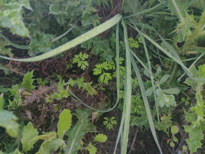 Carrots are showing up in force